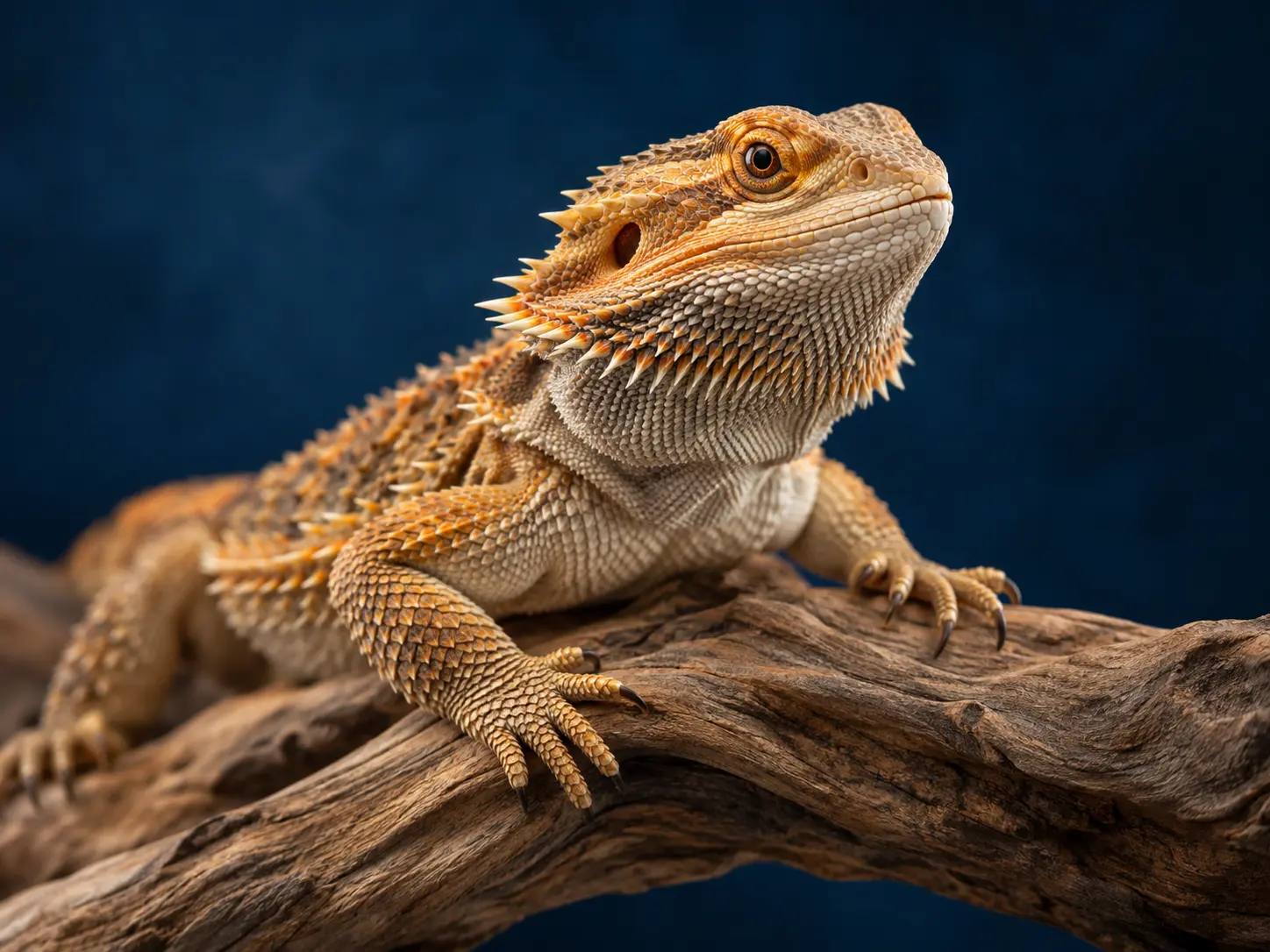 Bearded dragon resting on a branch